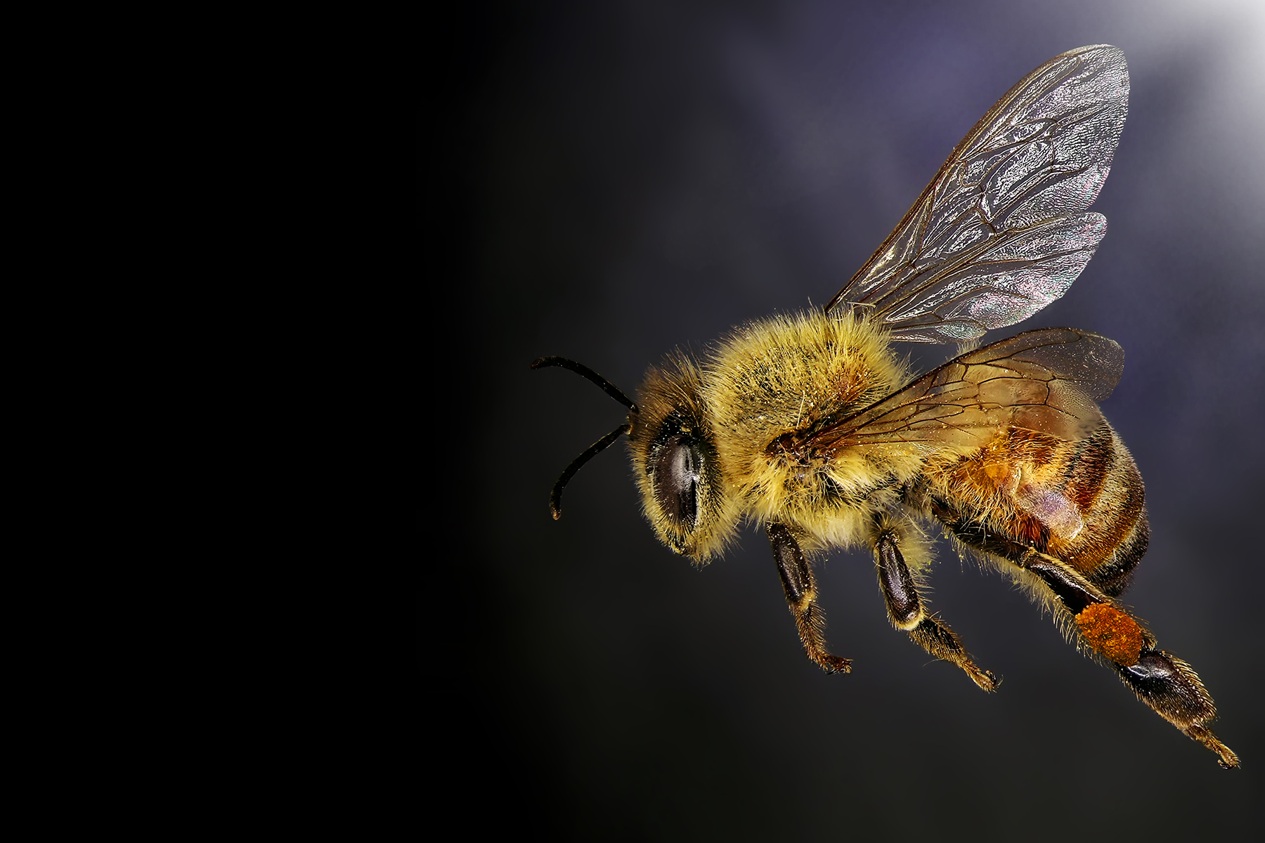 Where bees roam - pollinate this - bees in a wildflower meadow Where bees roam - pollinate this - bees in a wildflower meadow