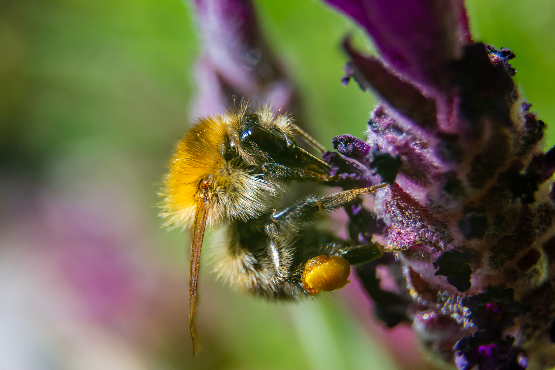 Macro image of a moss carder bee, latin name bombus muscorum, feeding from a head of lavender.