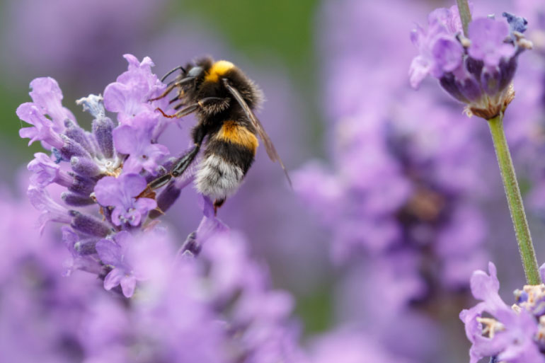 Where bees roam - pollinate this - bees in a wildflower meadow Where bees roam - pollinate this - bees in a wildflower meadow