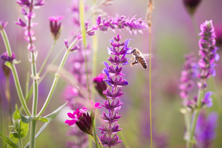 Where bees roam - pollinate this - bee in wildflower meadow Where bees roam - pollinate this - bee in wildflower meadow