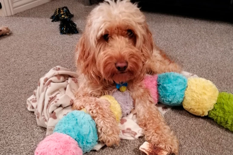 Agatha has recently adopted a young Cockapoo Agatha has recently adopted a young Cockapoo