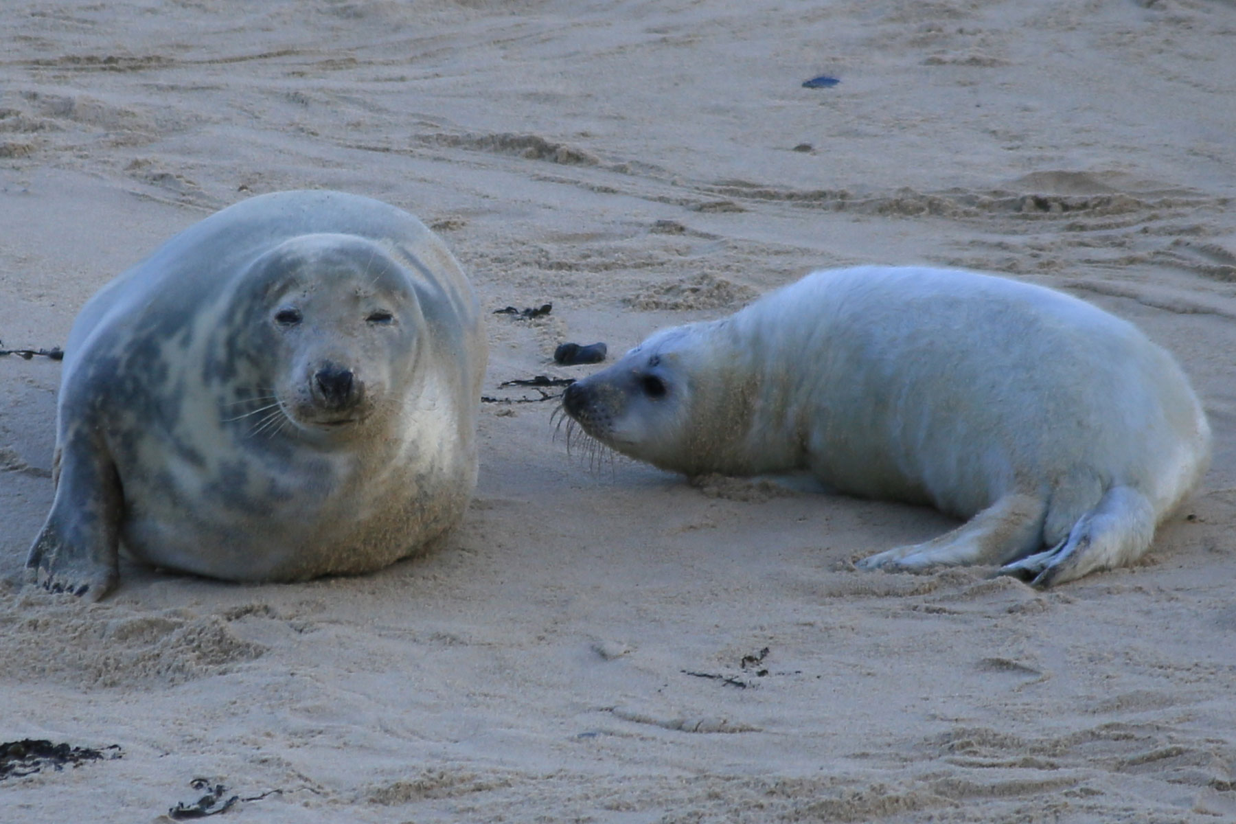 Seal with seal pup on the beach at Horsey gap, Norfolk Seal with seal pup on the beach at Horsey gap, Norfolk