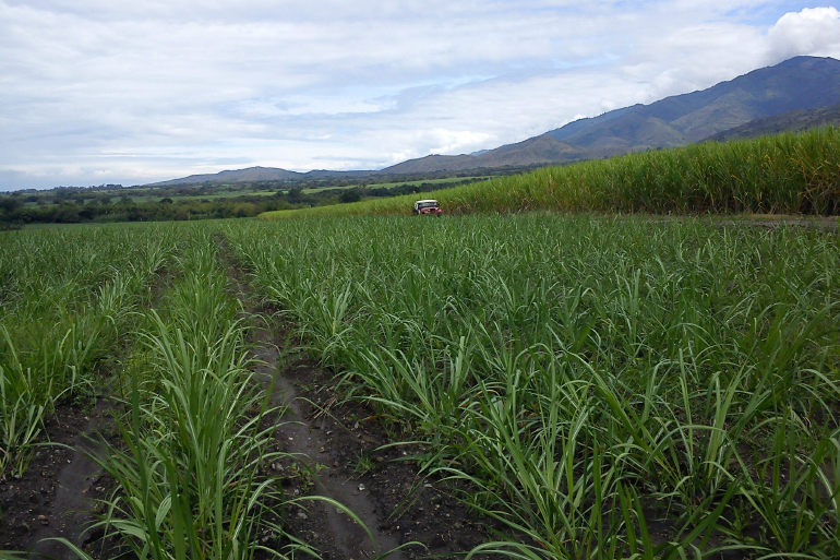 Socioeconomic impact of soil health on sustainable agriculture in Colombia Socioeconomic impact of soil health on sustainable agriculture in Colombia