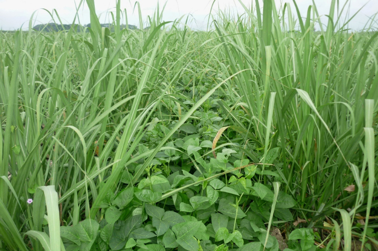 Sugarcane grown with legumes (Vigna unguiculata) Sugarcane grown with legumes (Vigna unguiculata)
