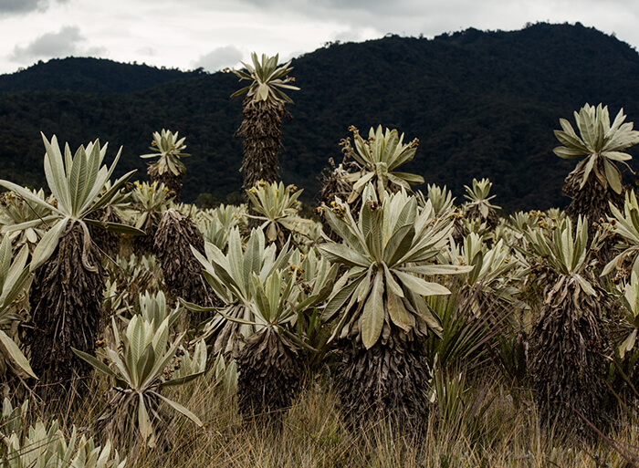 New era for nature in Colombia New era for nature in Colombia