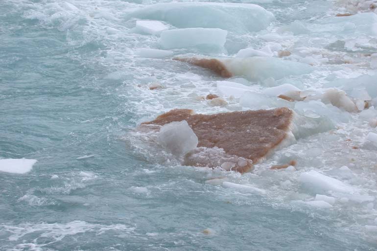 Genome sequence of a polar alga explains adaptation to extreme climates Genome sequence of a polar alga explains adaptation to extreme climates