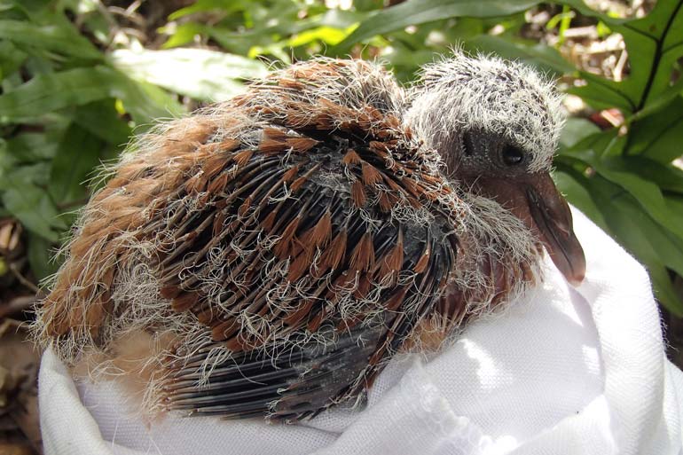 How can you help save endangered species? Save the Pink Pigeon