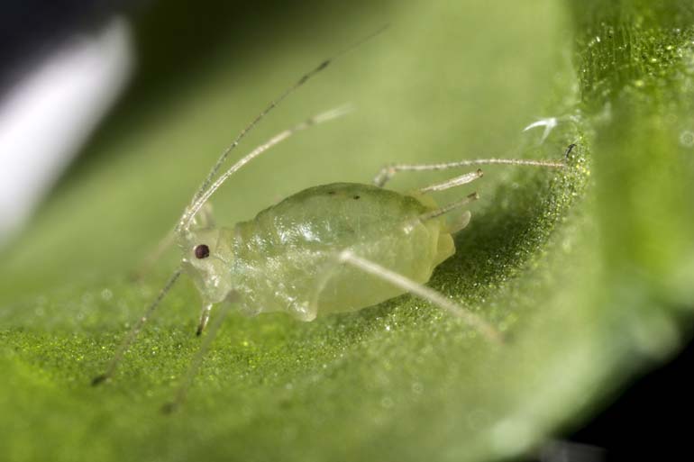 How to be a successful pest: lessons from the green peach aphid