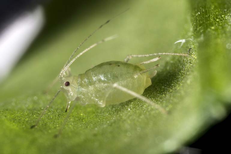 How to be a successful pest: lessons from the green peach aphid How to be a successful pest: lessons from the green peach aphid