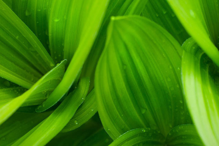 Immunity gene fusions uncovered in plants Immunity gene fusions uncovered in plants