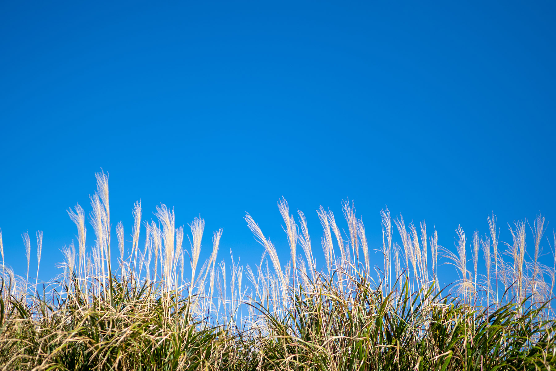 Image shows a field of miscanthus grass against a bright blue sky.