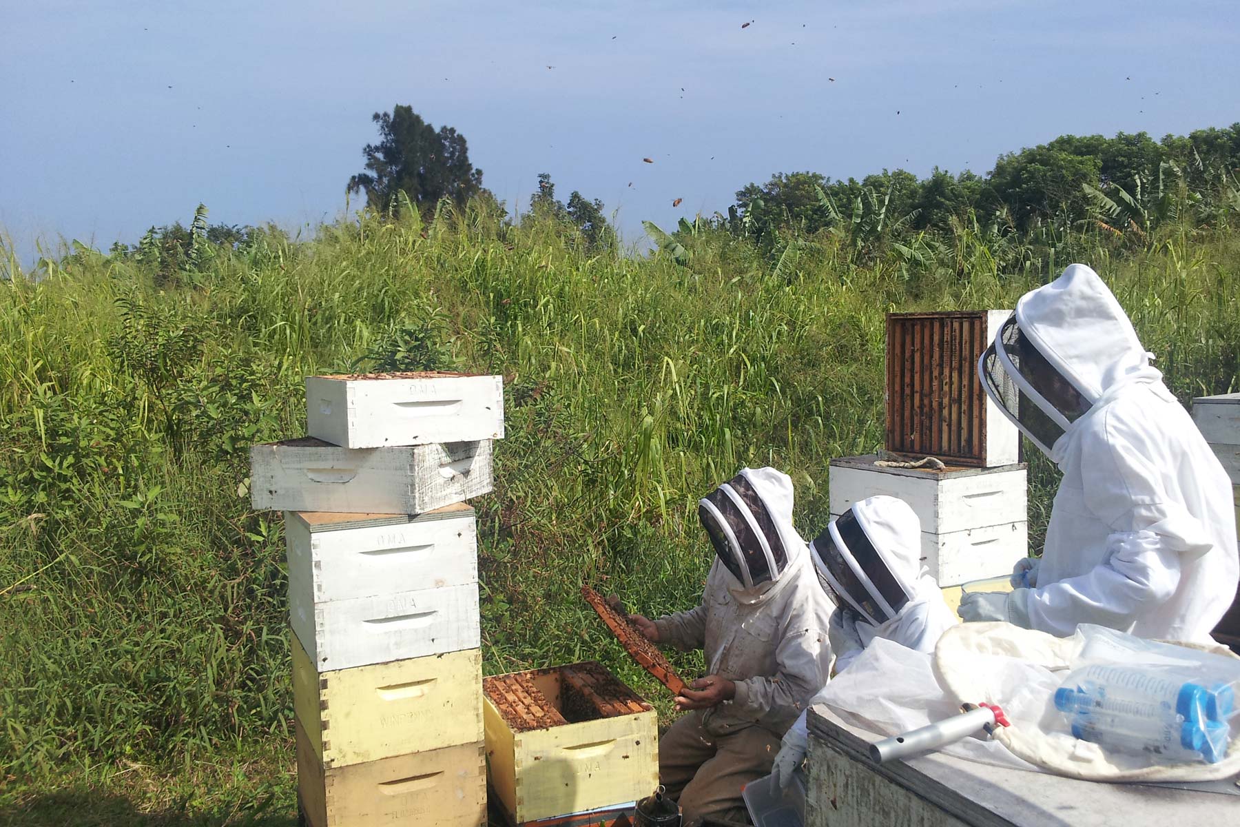 Study highlights a new threat to bees worldwide Study highlights a new threat to bees worldwide