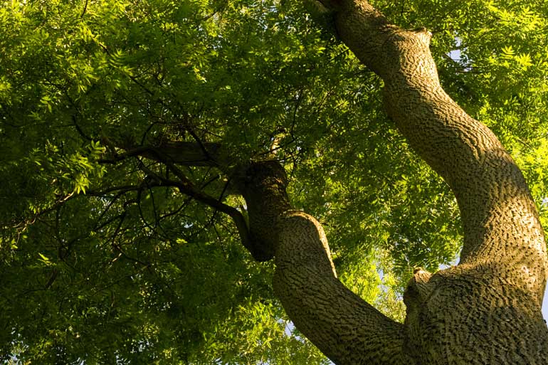 A new breakthrough on ash dieback A new breakthrough on ash dieback