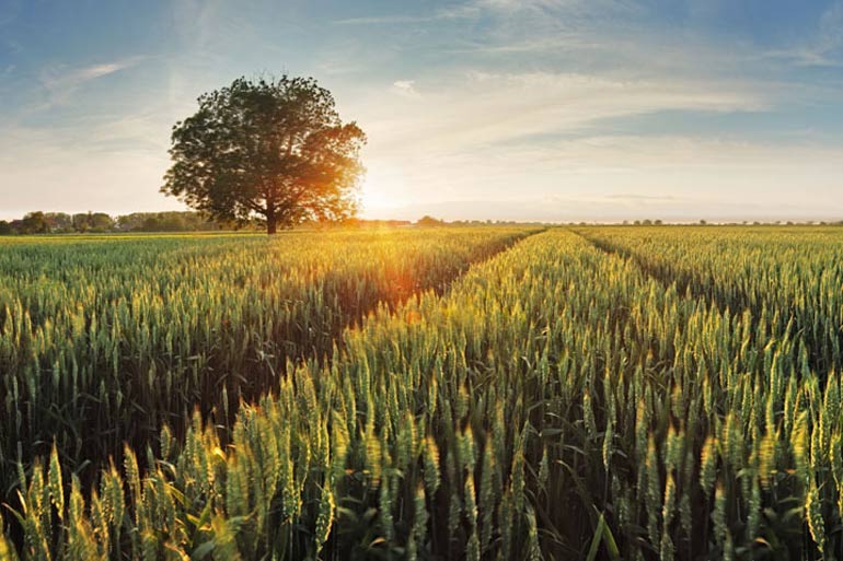 New online tool helps predict gene expression in plants New online tool helps predict gene expression in plants