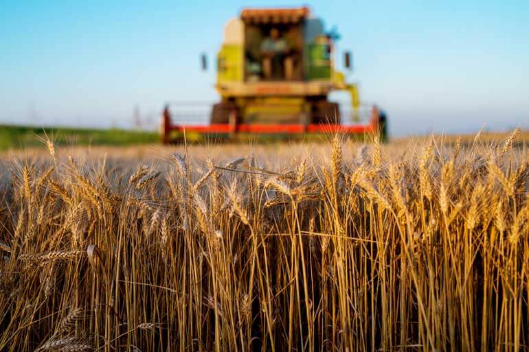 Plants share defensive proteins in evolutionary pick 'n' mix Plants share defensive proteins in evolutionary pick 'n' mix