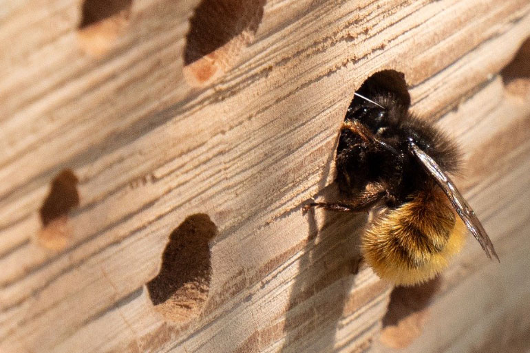Public asked to help find out if bee hotels work