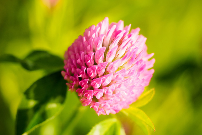 Red clover genome to help restore sustainable farming Red clover genome to help restore sustainable farming