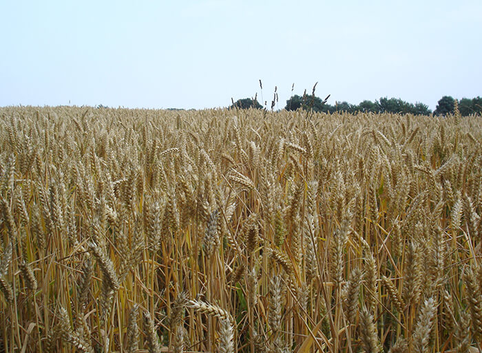Sat nav for bread wheat uncovers hidden genes Sat nav for bread wheat uncovers hidden genes