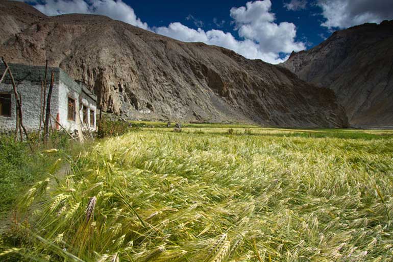 Scientists issue rallying cry for wheat blast research Scientists issue rallying cry for wheat blast research