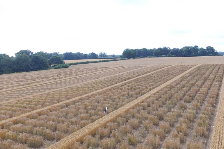 Scientists uncover hidden wheat treasures Scientists uncover hidden wheat treasures