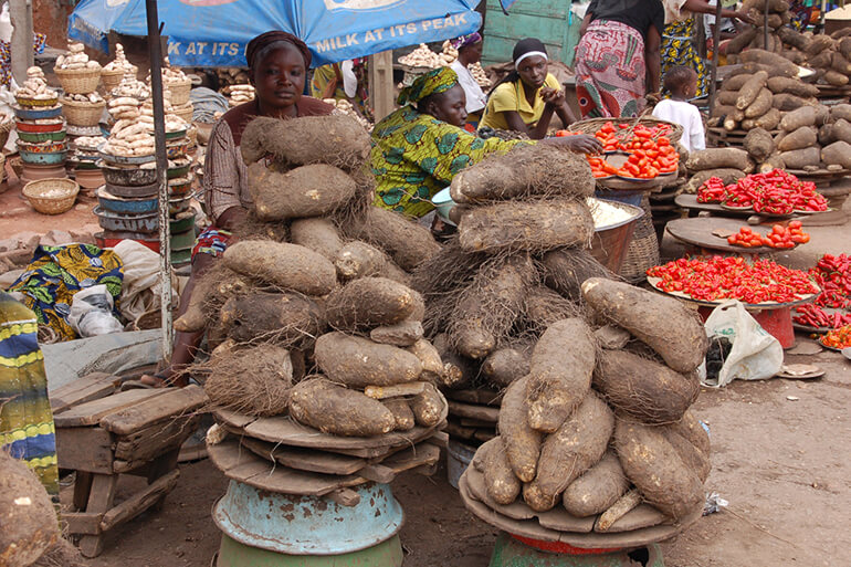 Crowning the “King of the Crops”: Sequencing the White Guinea Yam Genome Crowning the “King of the Crops”: Sequencing the White Guinea Yam Genome