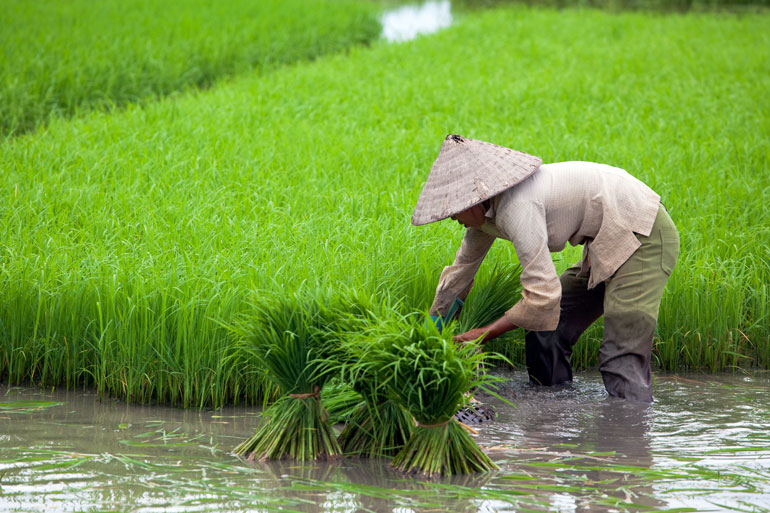 EI trains the next generation of rice breeders in Vietnam EI trains the next generation of rice breeders in Vietnam