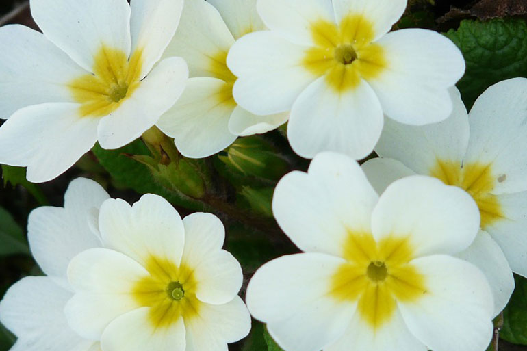 Transformed: the plant whose sex life fascinated Charles Darwin Transformed: the plant whose sex life fascinated Charles Darwin