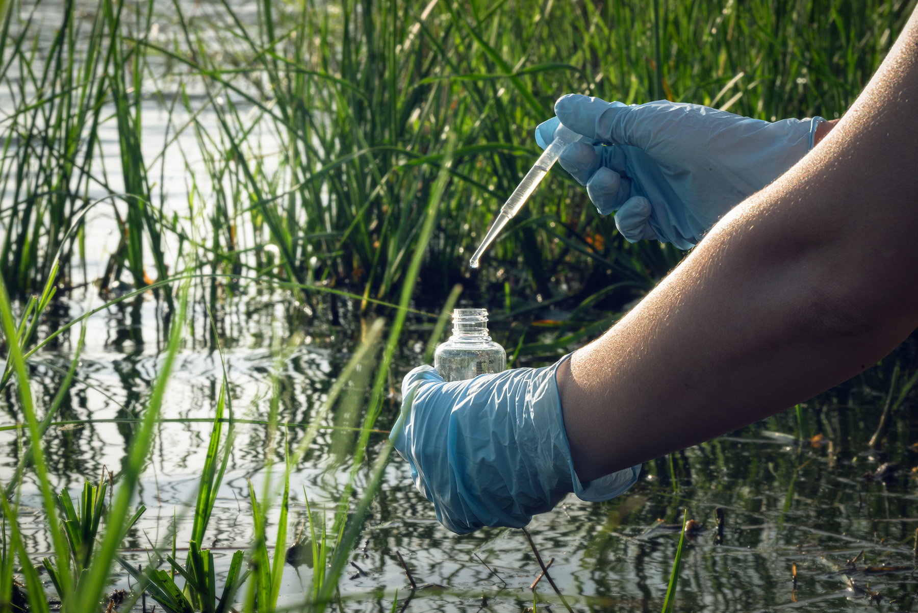 The first task is to collect and document a specimen - whether that’s a leaf, a whole insect, or a piece of a mushroom Image of sample collection from a body of water with green plants, the person is wearing blue gloves using a plastic pipette