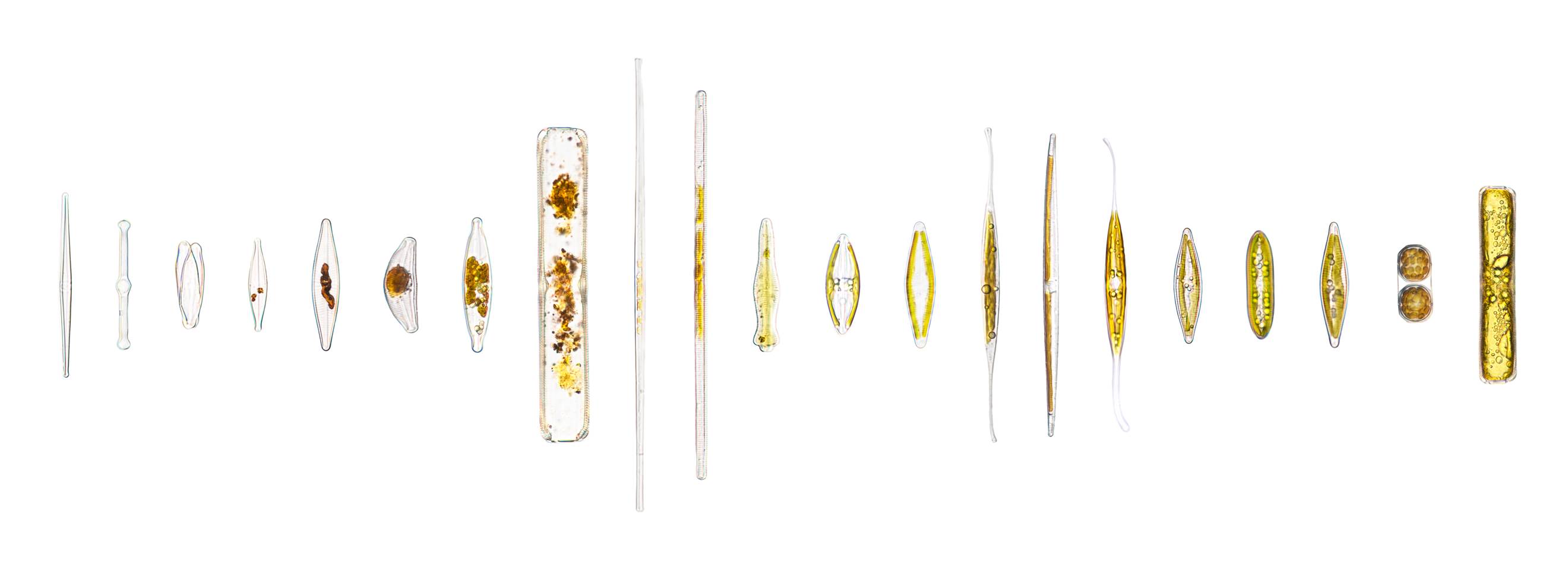 Diatom Sampler Pack from Conneticut River. Credit: Dr Sally Warring Image of 21 single-celled organisms arranged in a straight horizontal line, colours range from clear and grey to bright yellow