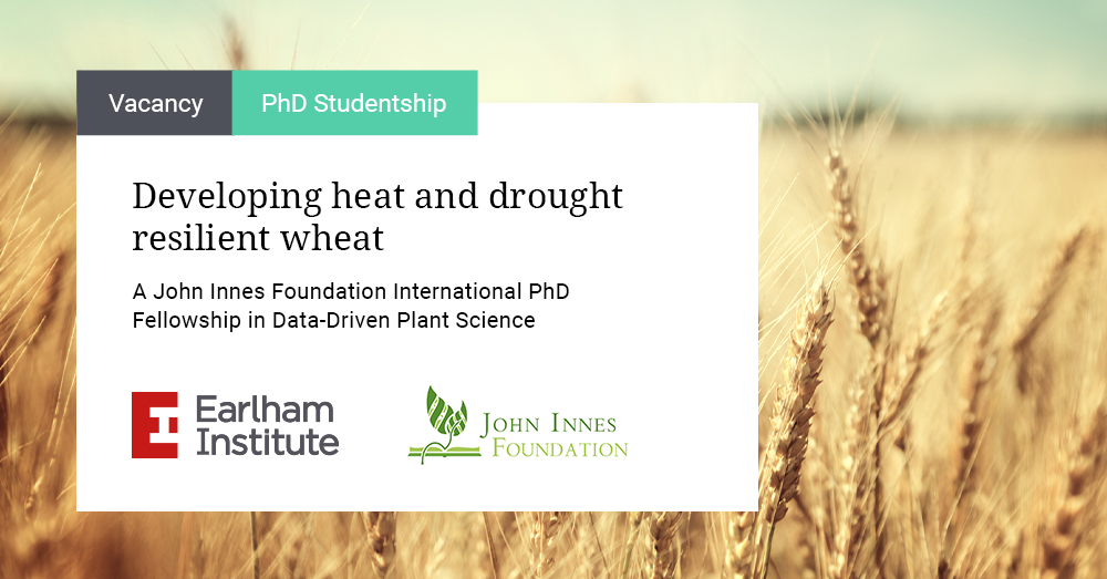 Image: Advert for Resilient Wheat - a John Innes Foundation PhD Fellowship