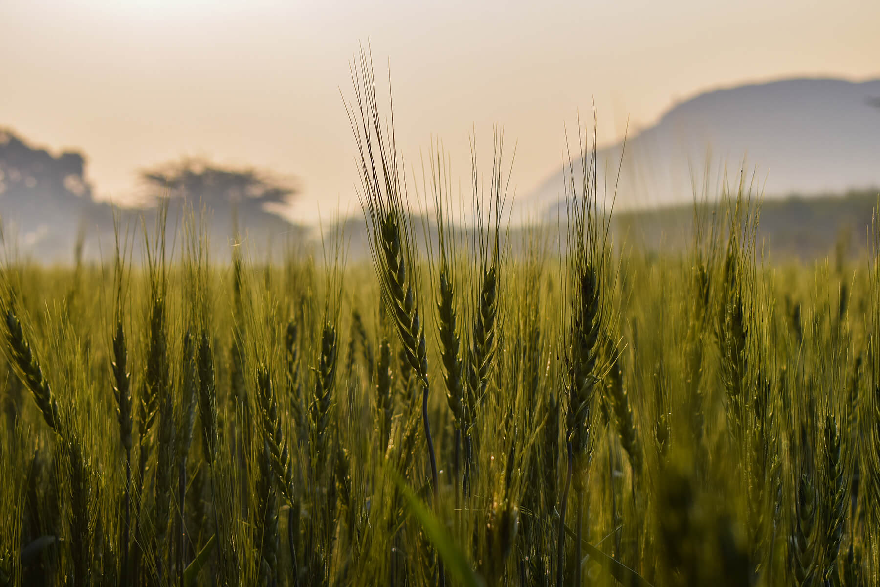 Genetic diversity in wheat