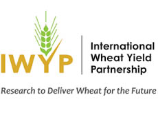 International Wheat Yield Partnership Research Program logo