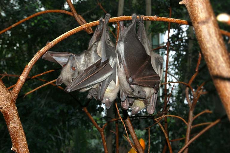 Straw-coloured fruit bat Straw-coloured fruit bat