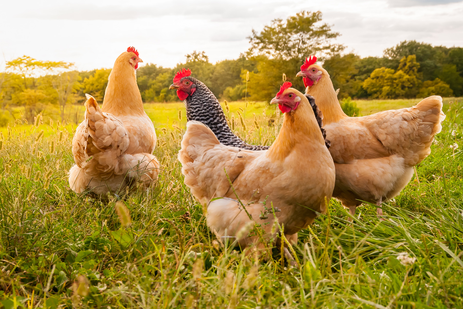 What lives inside the chicken gut? What lives inside the chicken gut?