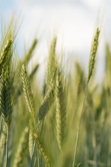 Wheat