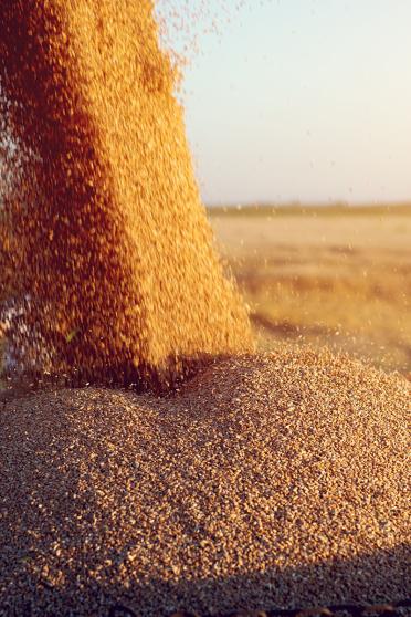 Wheat Harvesting