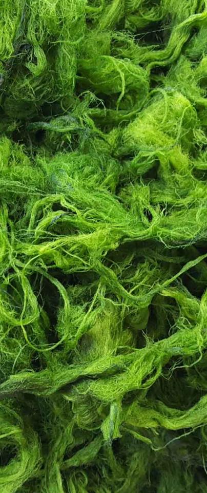 Just chilling: algae and the Antarctic | Earlham Institute
