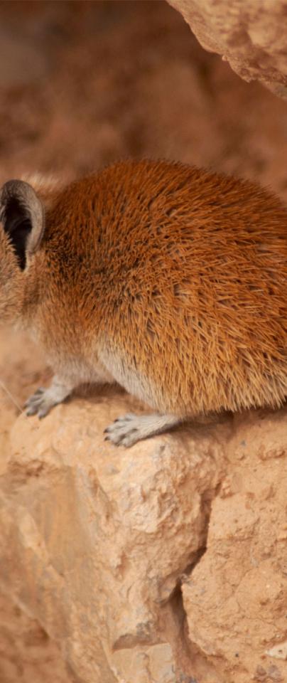 Rodents are awesome: extreme evolution | Earlham Institute