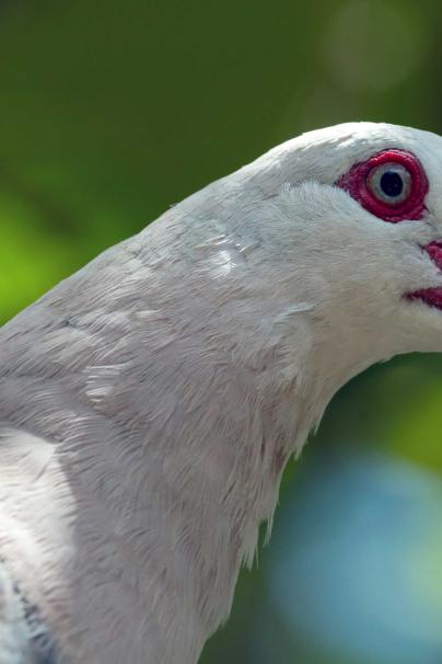 Britain's birds of prey are back from the brink of extinction