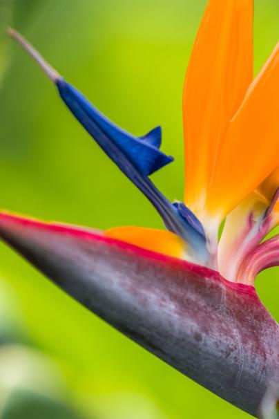 Frogs Climb Flowers to Hide From the Rain, and 6 Other Animals That Solve  Their Own Problems / Bright Side