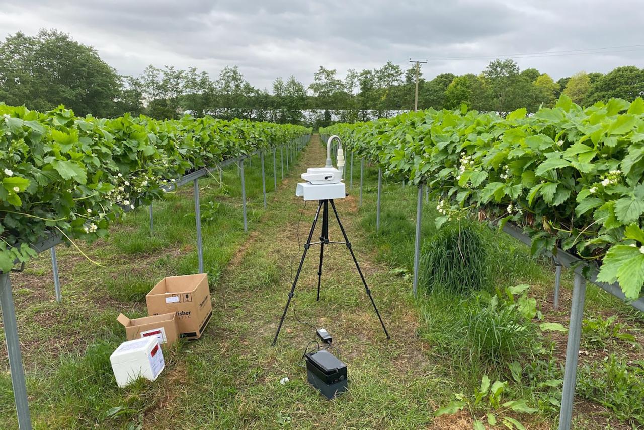 The AirSeq technology being used amongst the rows of a strawberry farm.