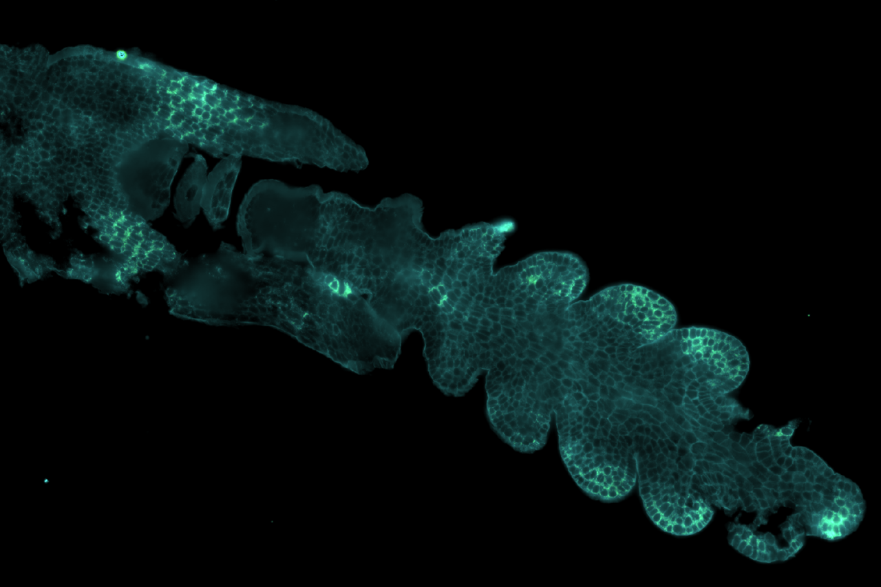 ©EarlhamInstitute - Wheat spikelet cellular fluorescence taken using the Vizgen MERSCOPE