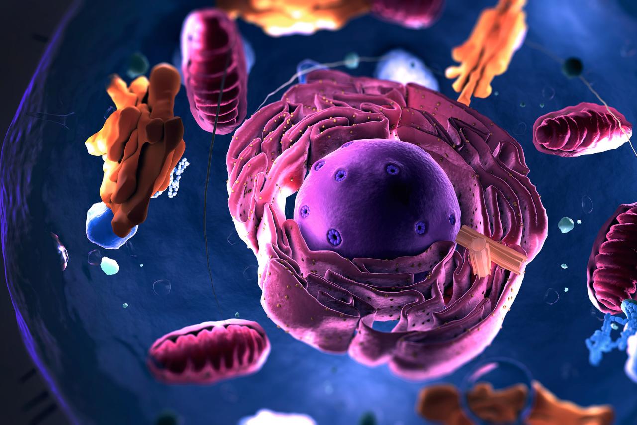 3D illustration inside a eukaryotic cell - nucleus and organelles and plasma membrane