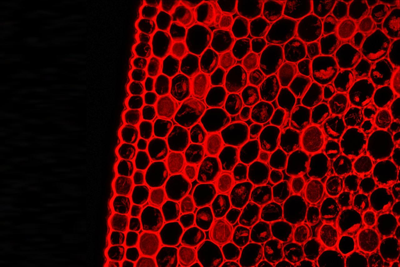 Fluorescent plant cells in red under the microscope