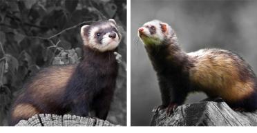 Polecat-Ferret-Comparison-BW55