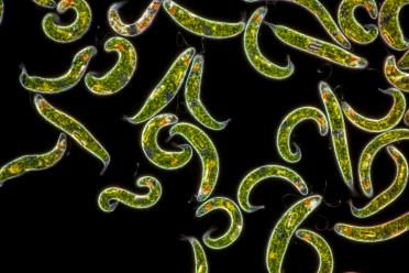 Euglena