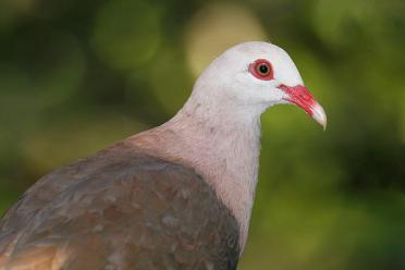 Close up image of the pink pigeon