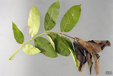 platforms-ashback-dieback platforms-ashback-dieback