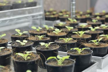 The tobacco plant, Nicotiana benthamiana, used in the study.