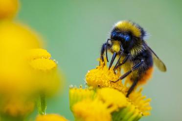 Museum collections reveal century of growing stress on bees